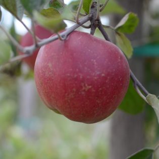 Apples, Liberty