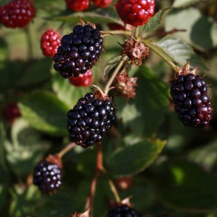 Organic Blackberries